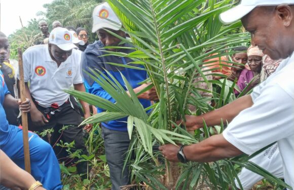 Burundi : Lancement de la replantation des palmiers à huile à Rumonge