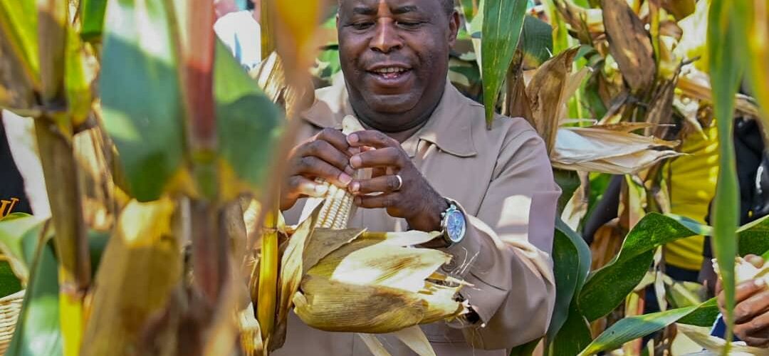 Burundi : 25t de maïs attendue sur 6ha à Kirundo, symbole d’harmonie économique.