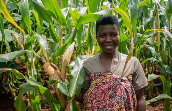 Burundi : L’ONGe One Acre Fund stimule l’agriculture à Mwaro.
