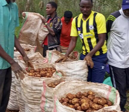 Burundi : Récolte de 15 tonnes de pommes de terre à Kabamba et Kanyami, Ngozi.