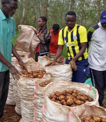 Burundi : Récolte de 15 tonnes de pommes de terre à Kabamba et Kanyami, Ngozi.