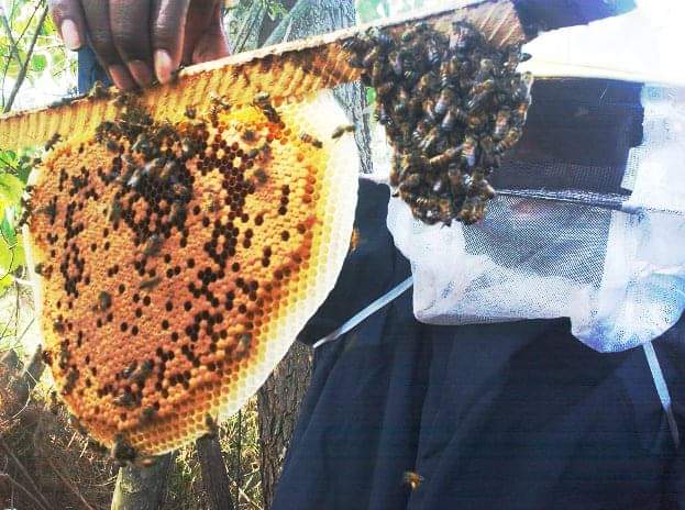 bdi burundi apiculteur 0 21032024 jimbere