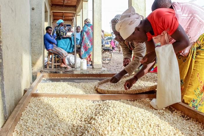 Burundi : Les producteurs de maïs à Ruyigi veulent du cash de l’ANAGESSA.