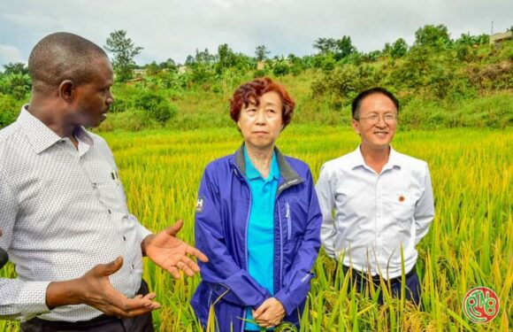 Muyinga: le Ministre en charge de l’agriculture satisfait du travail des experts agronomes chinois