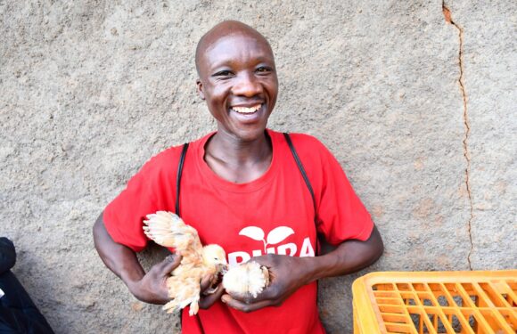 Burundi : One Acre Fund Tubura booste l’élevage de poussins à Gitega.