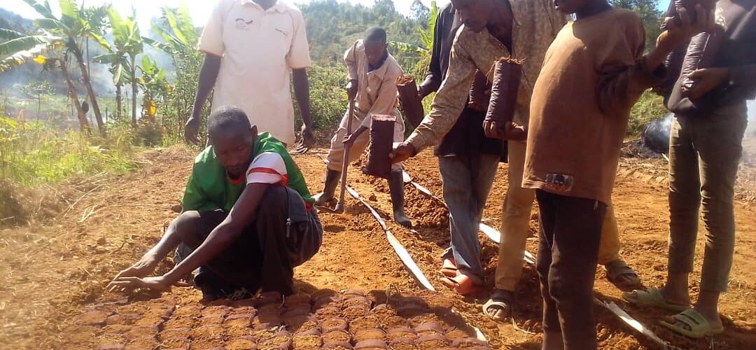 Burundi : TDC – Plantation d’avocats en colline Kamaramagambo, à Musongati, Rutana.