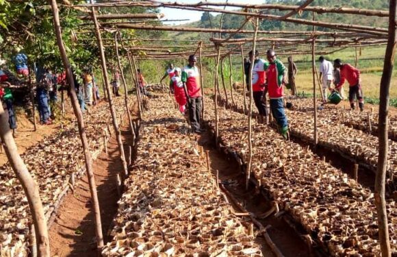 Burundi : Évaluation du projet avocatiers par le CNDD-FDD Kirundo.