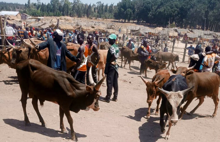 Burundi : Impact des commerçants tanzaniens sur les prix des vaches à Cankuzo.