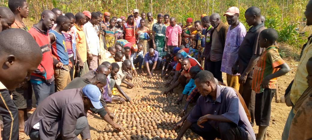 Burundi : La colline Ngomante à Rutana prépare des pépinières d’avocatiers.