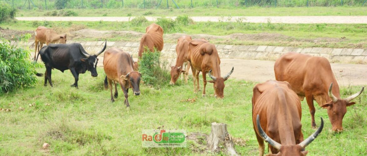 Burundi : La vache – inka -, l’esprit qui traverse nos quatre mondes.