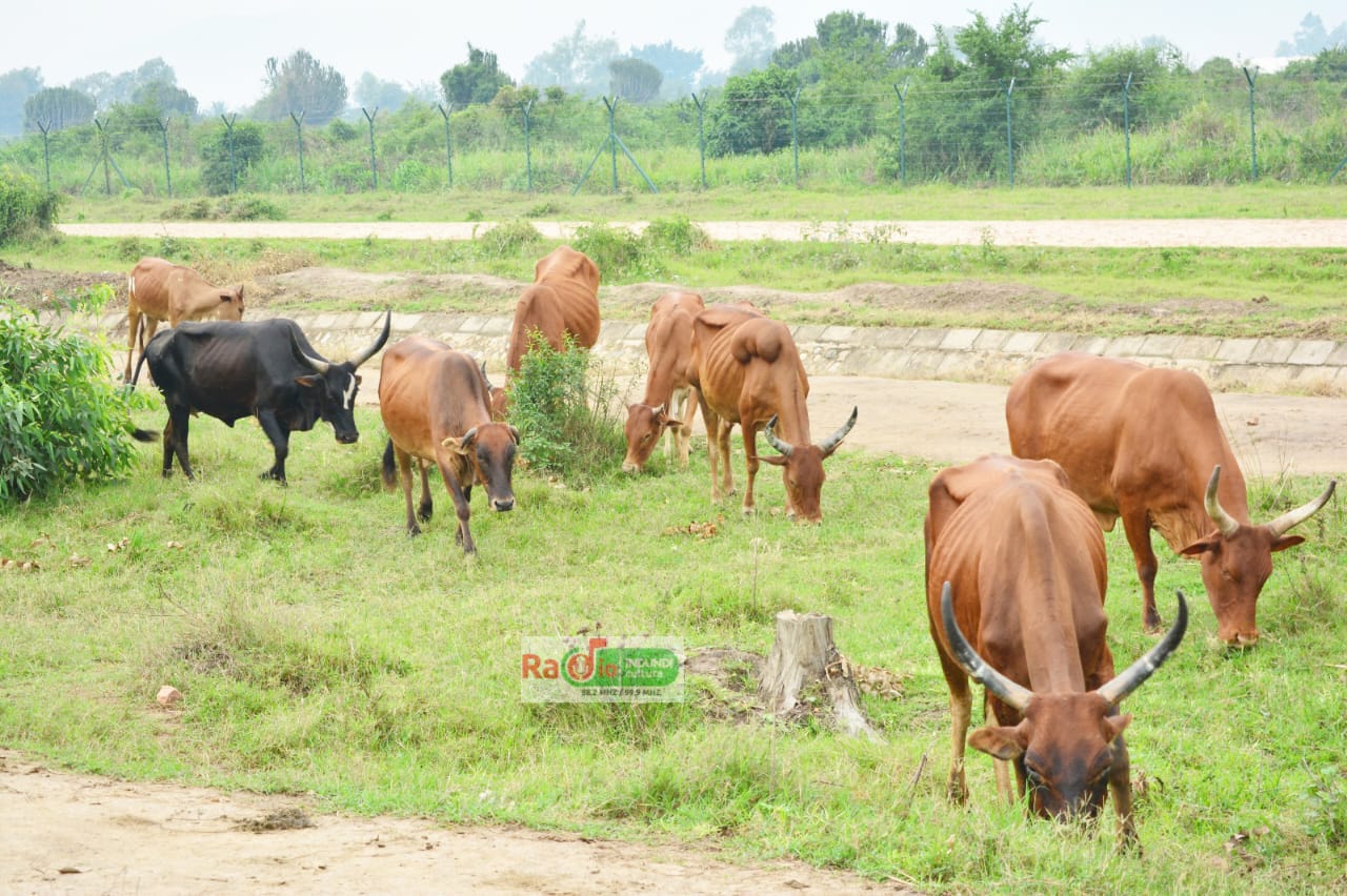 bdi burundi vache 000 12062024 radioindundiculture