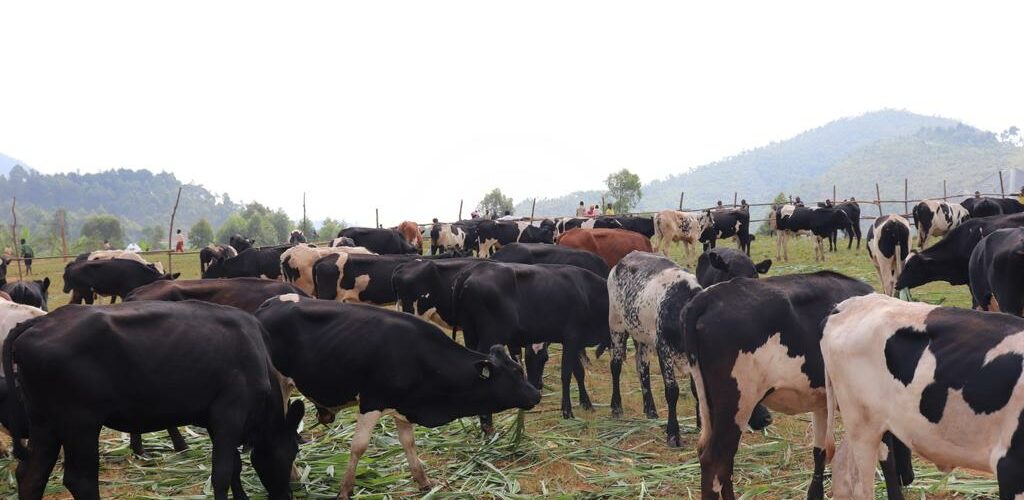 Burundi : Le PRRPB distribue 360 vaches Frisonne à Isale, Bujumbura.