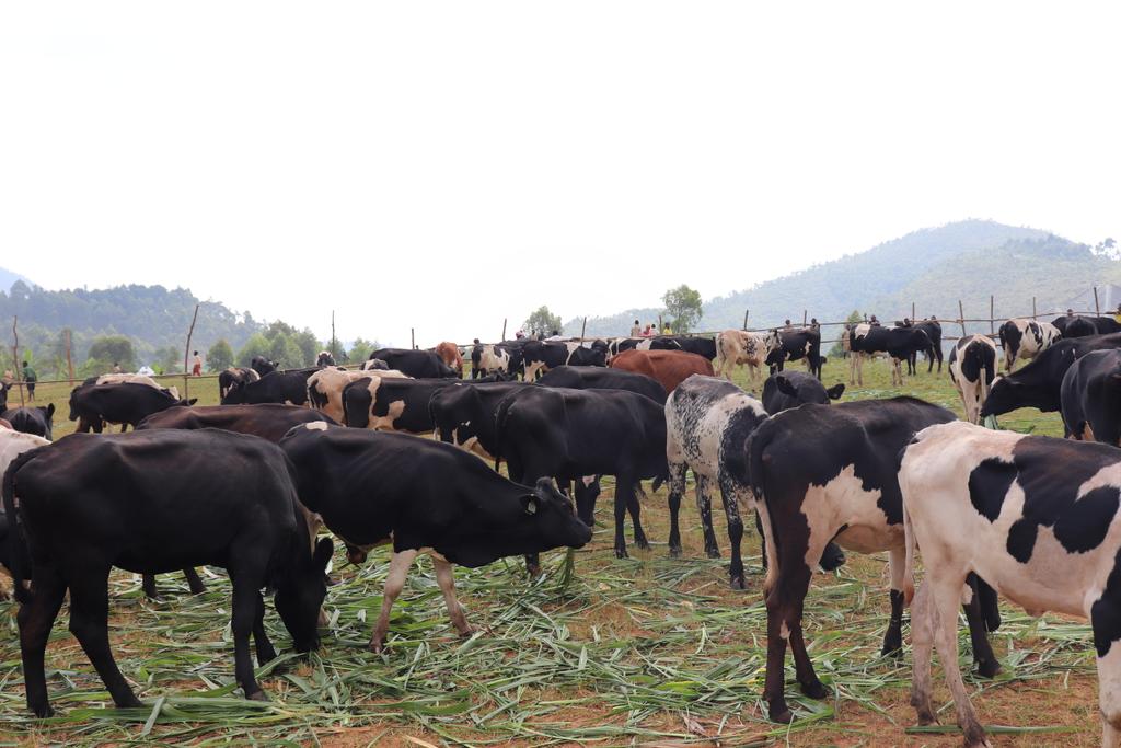 bdi burundi vache 1 16062024 journaleco