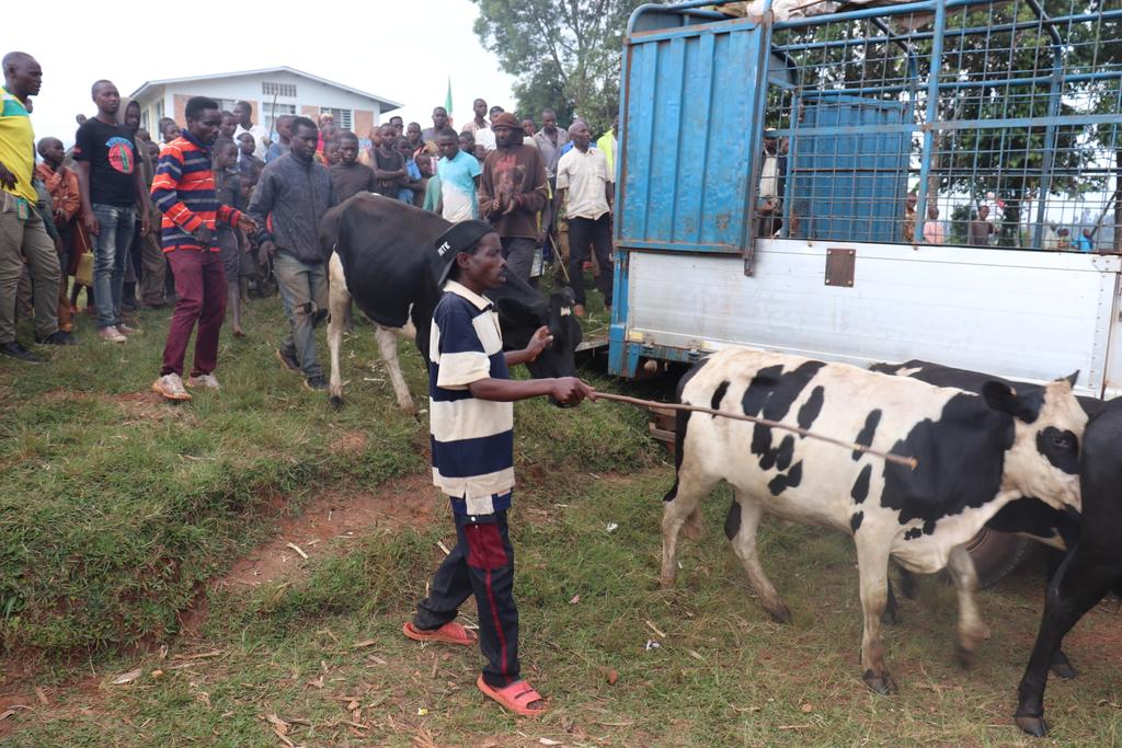 bdi burundi vache 2 16062024 journaleco