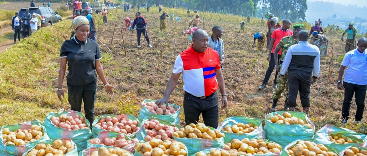 Burundi : Récolte de 30 tonnes de pommes de terre à Bugarama, Muramvya.