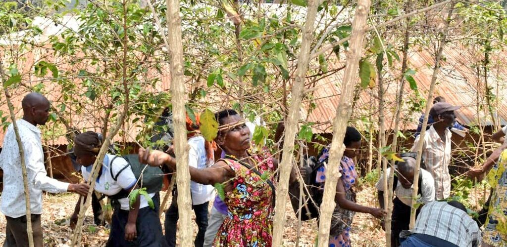 Burundi : Campagne de taille et de paillage des caféiers à Kanyosha.