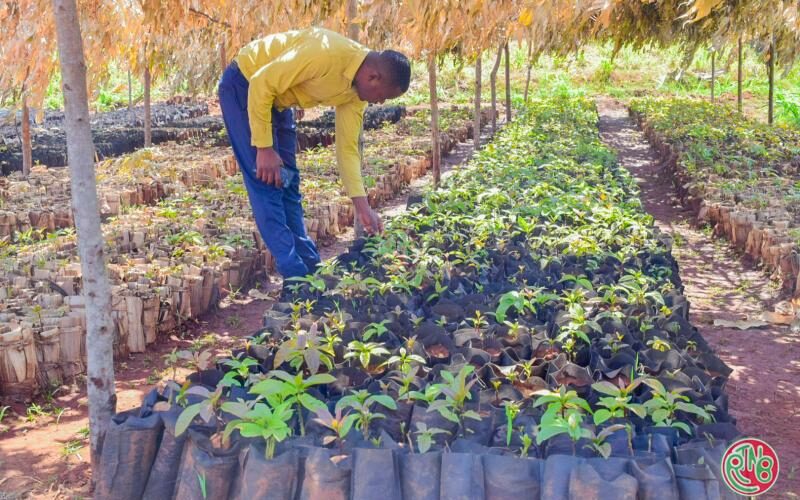 Gitega : la multiplication des cultures industrielles,une préoccupation des services techniques agricoles