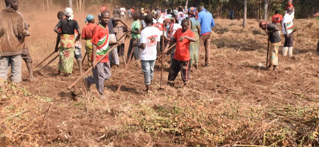 Burundi : Aménagement de 7 hectares pour des avocatiers à Mwaro.