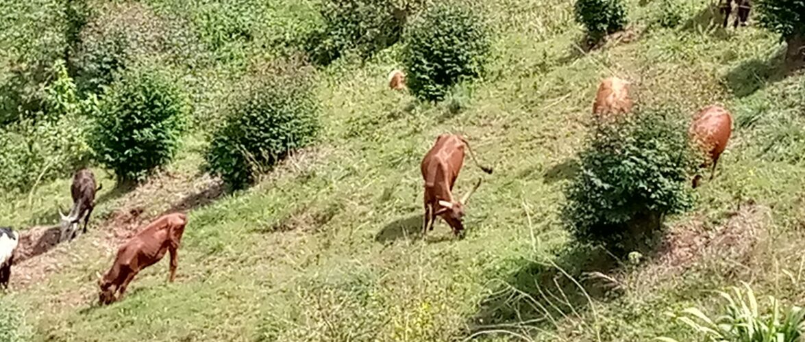 Burundi : Les agri-éleveurs de Mwumba à Ngozi face à de graves difficultés.