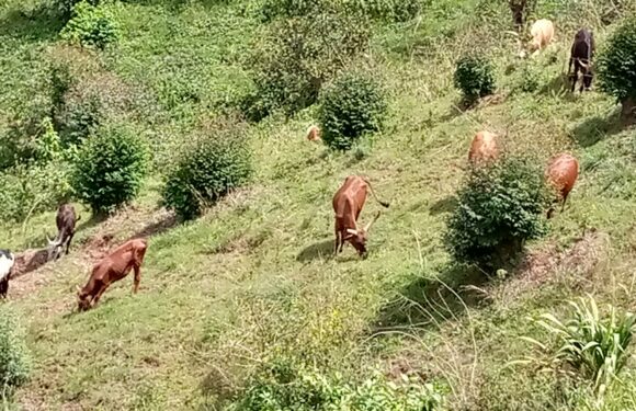 Burundi : Les agri-éleveurs de Mwumba à Ngozi face à de graves difficultés.