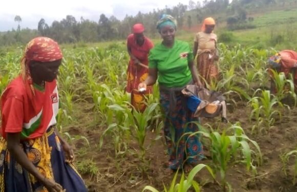 Burundi : 2,5 tonnes de maïs attendues à Muhanga, Kayanza.