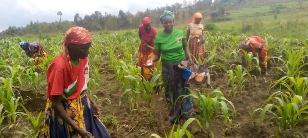 Burundi : 2,5 tonnes de maïs attendues à Muhanga, Kayanza.