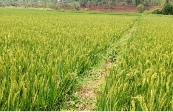 Burundi / Chine : Succès agricole en riziculture hybride à Rutana.