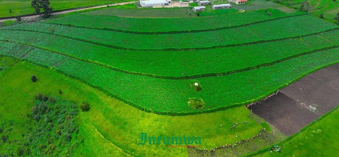 Burundi : Ndikuriyo visite des champs de pommes de terre et de maïs à Mukike, Bujumbura.