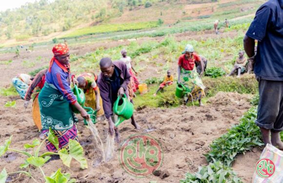 𝗞𝗮𝘆𝗮𝗻𝘇𝗮: 𝗹𝗲𝘀 𝘀𝗲𝗰𝗿𝗲𝘁𝘀 𝗱𝗲 𝗹’𝗮𝗴𝗿𝗶𝗰𝘂𝗹𝘁𝘂𝗿𝗲 𝗿𝗲́𝘀𝗶𝗹𝗶𝗲𝗻𝘁𝗲 𝗲𝗻 𝘀𝗮𝗶𝘀𝗼𝗻 𝘀𝗲̀𝗰𝗵𝗲