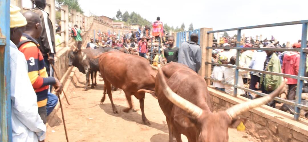 Burundi : À Rwibaga, le marché à bétail, entre commerce et sacré