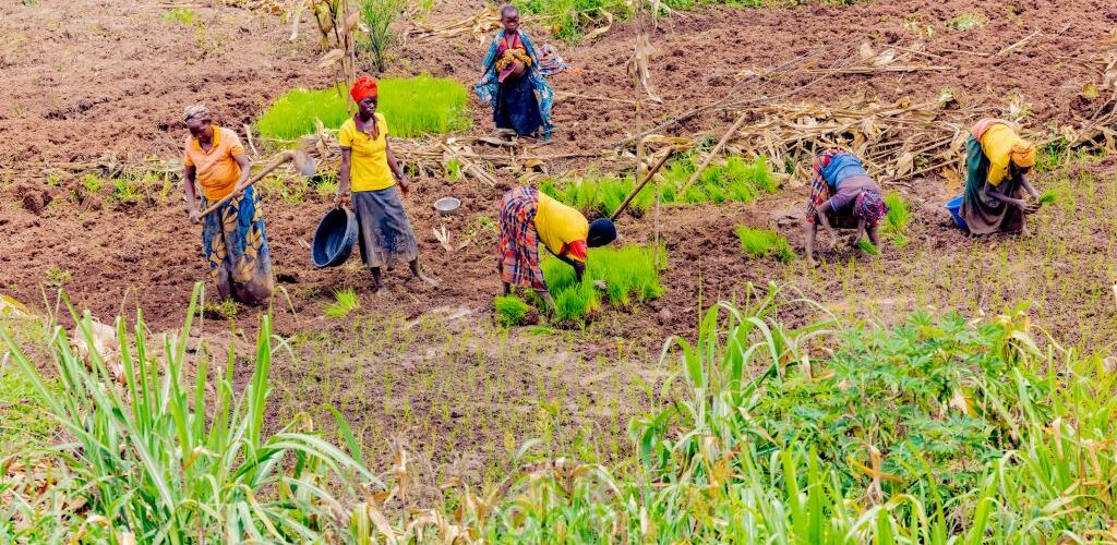 Burundi : La mise en commun des terres entre agriculteurs à Butihinda