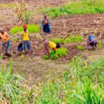 bdi_burundi_agriculteurs_butihinda_03_29122025_rtnbbi