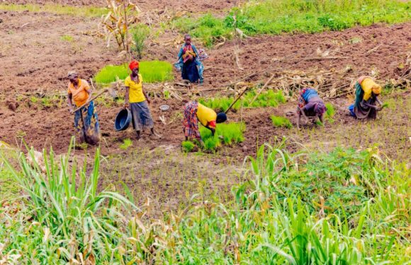 Burundi : La mise en commun des terres entre agriculteurs à Butihinda