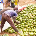 Burundi : Les avocats de Muyinga, un véritable moteur socio-économique bdi_burundi_avocat_0_09122025_rtnbbi