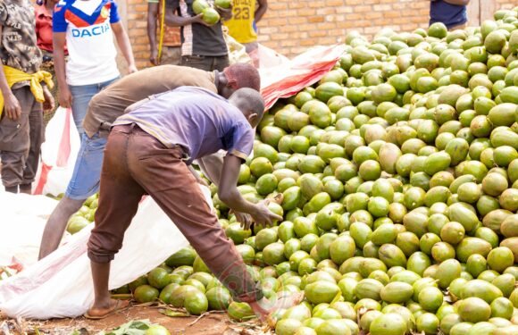Burundi : Les avocats de Muyinga, un véritable moteur socio-économique