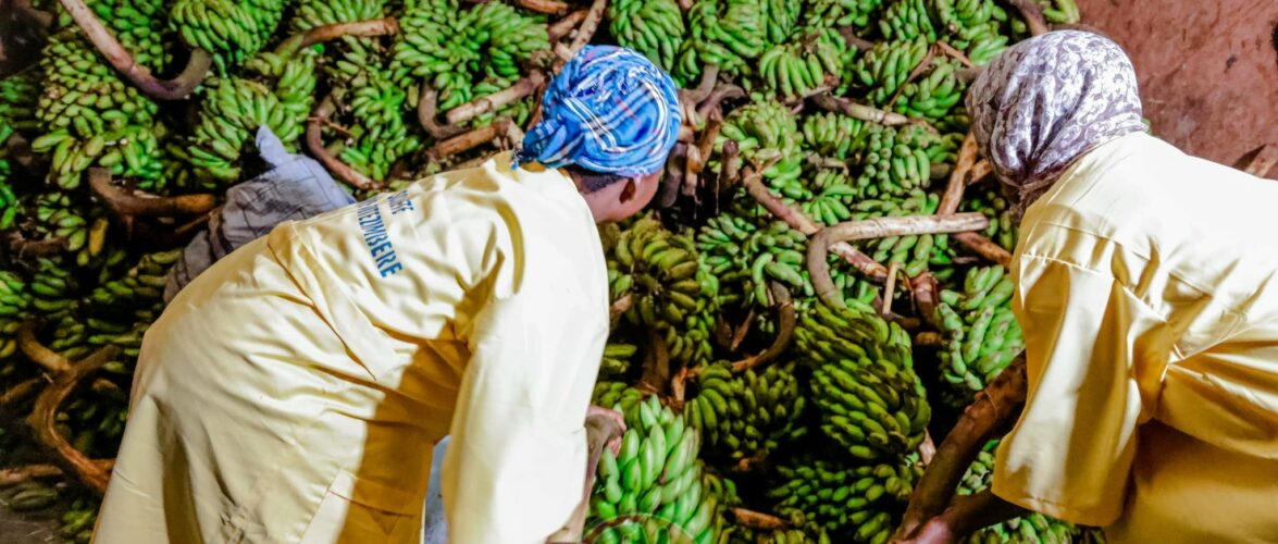 Burundi : La coopérative Bungabunga Igitoke et ses 216 membres à Cibitoke