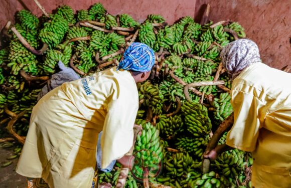 Burundi : La coopérative Bungabunga Igitoke et ses 216 membres à Cibitoke