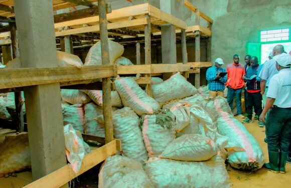 Burundi : Mission conjointe Gouvernement–IFDC à Kayanza et Ngozi