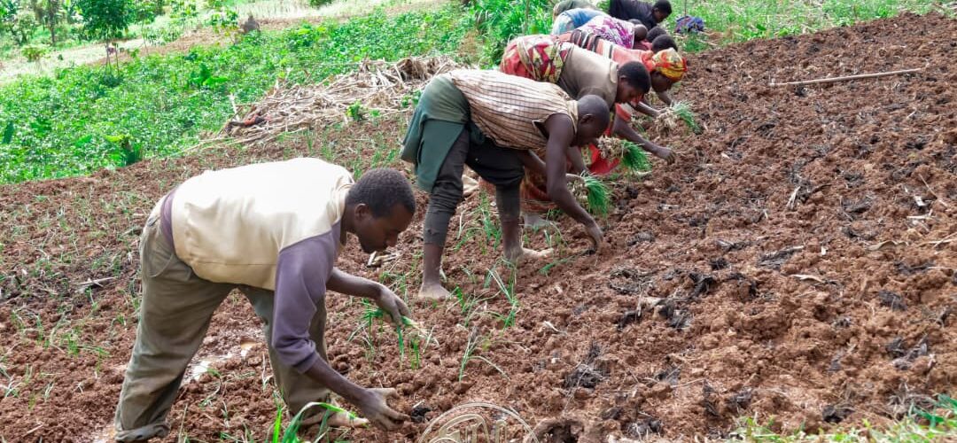 Matongo: l&rsquo;appel du Président de la République efface les limites des saisons