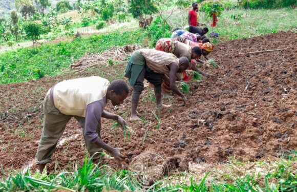 Matongo: l’appel du Président de la République efface les limites des saisons