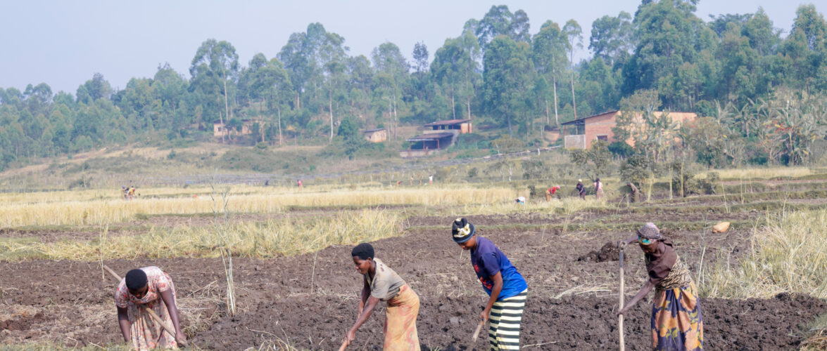 Commune Ngozi: les membres de la coopérative Abatazerinze & quot lancent la saison culturale sèche