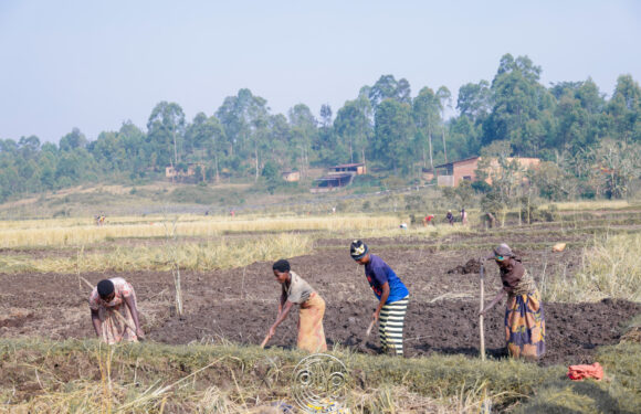 Commune Ngozi: les membres de la coopérative Abatazerinze & quot lancent la saison culturale sèche
