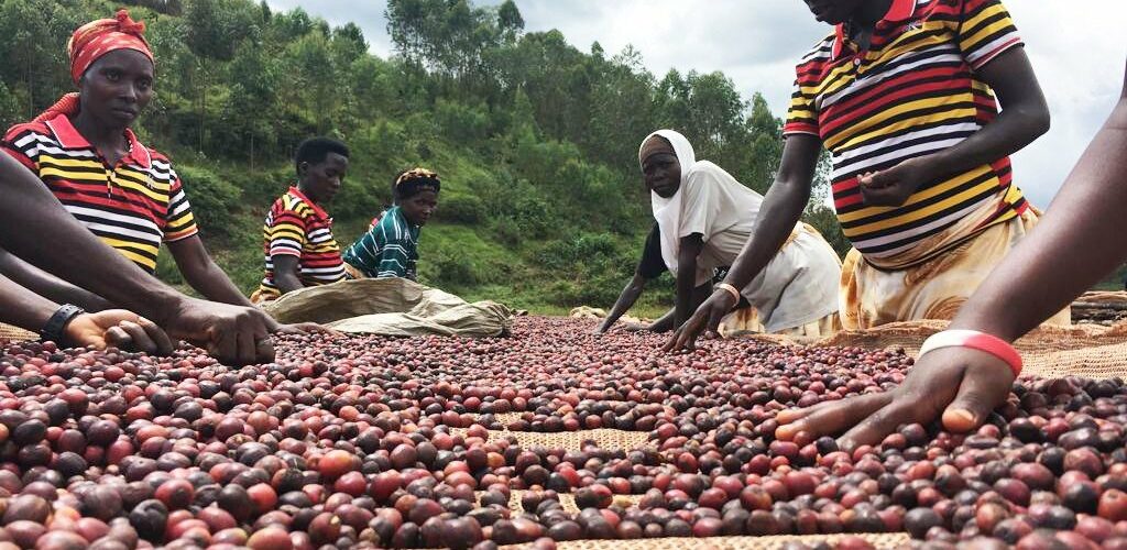 Burundi / Café : Bujumbura mise sur la Chine et la transformation locale